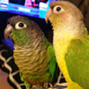 Meet your Posher, Sylvia